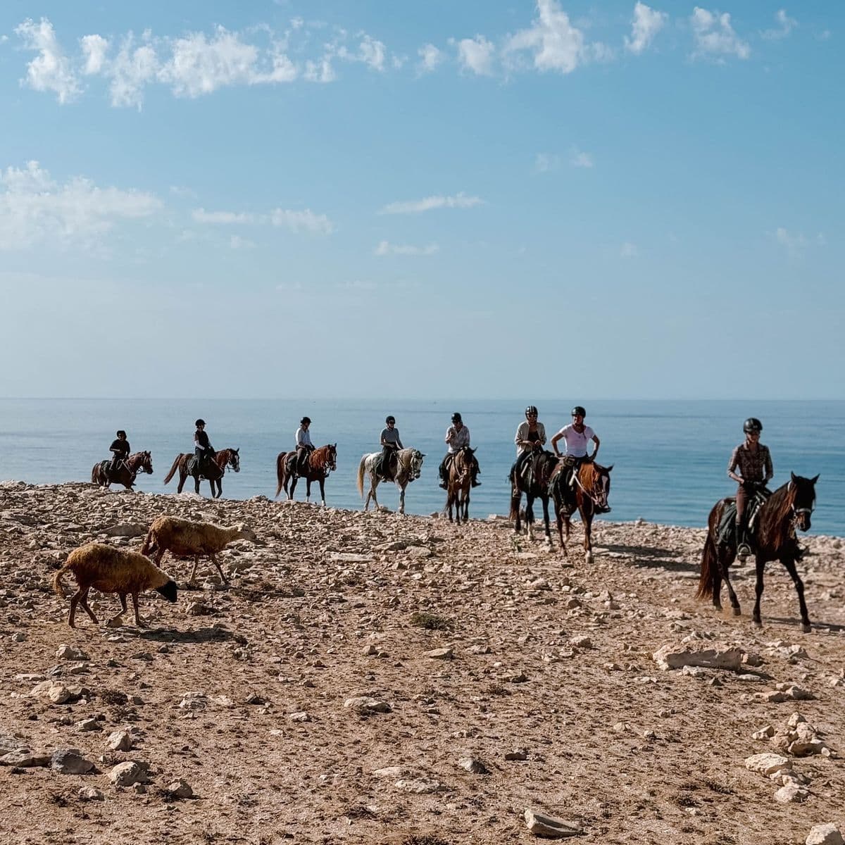 Horse Trail